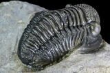 Detailed Gerastos Trilobite Fossil - Morocco #108487-4